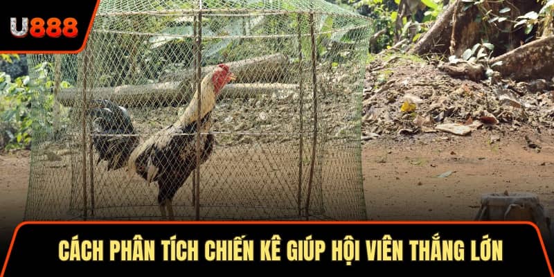 Cách phân tích chiến kê giúp hội viên thắng lớn khi đặt cược