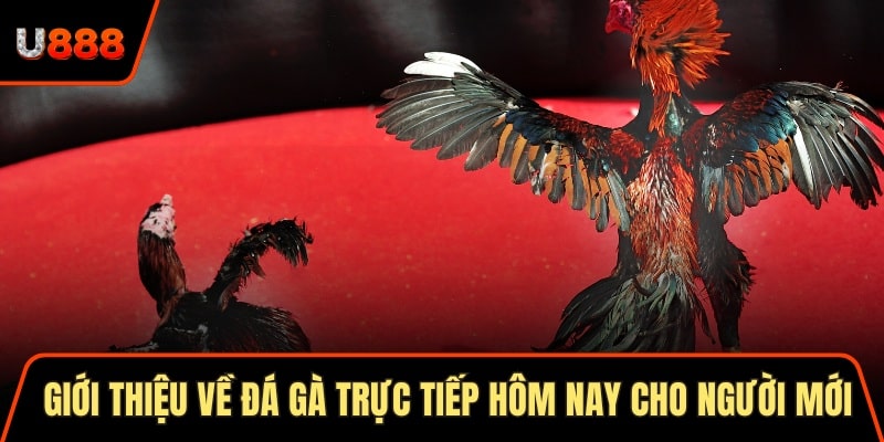 Soi Cầu Thần Tài 3 Cách Áp Dụng Hiệu Quả Nhất 2025 1 Giới thiệu về đá gà trực tiếp hôm nay cho người mới